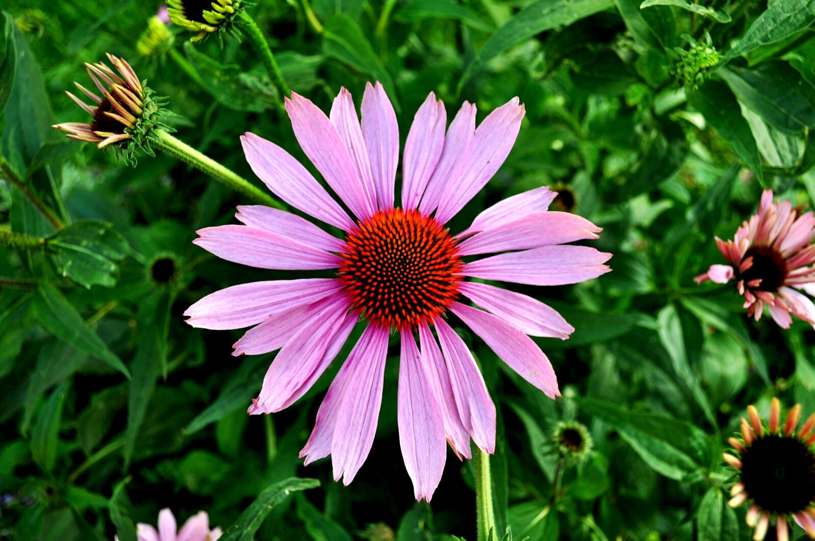 Nikon D5000 sample photo. Flowers, garden, plant, pink photography