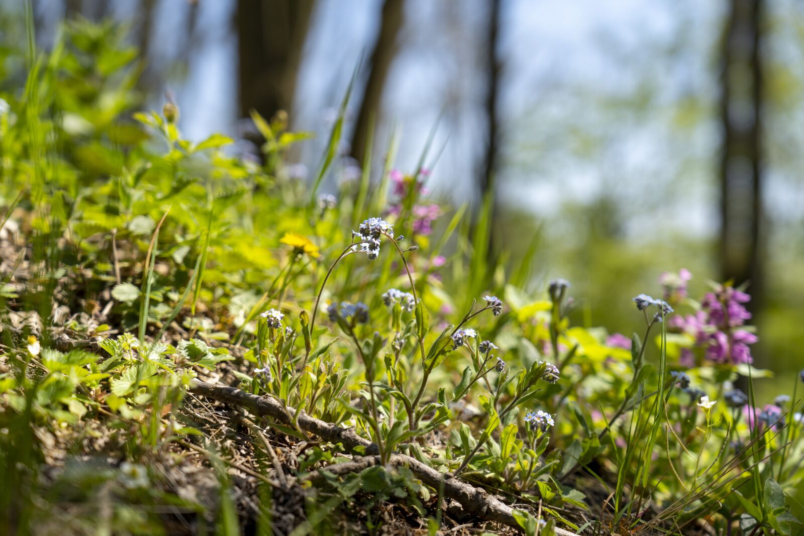 Sony FE 24-105mm F4 G OSS sample photo. Nature, flowers, forest photography