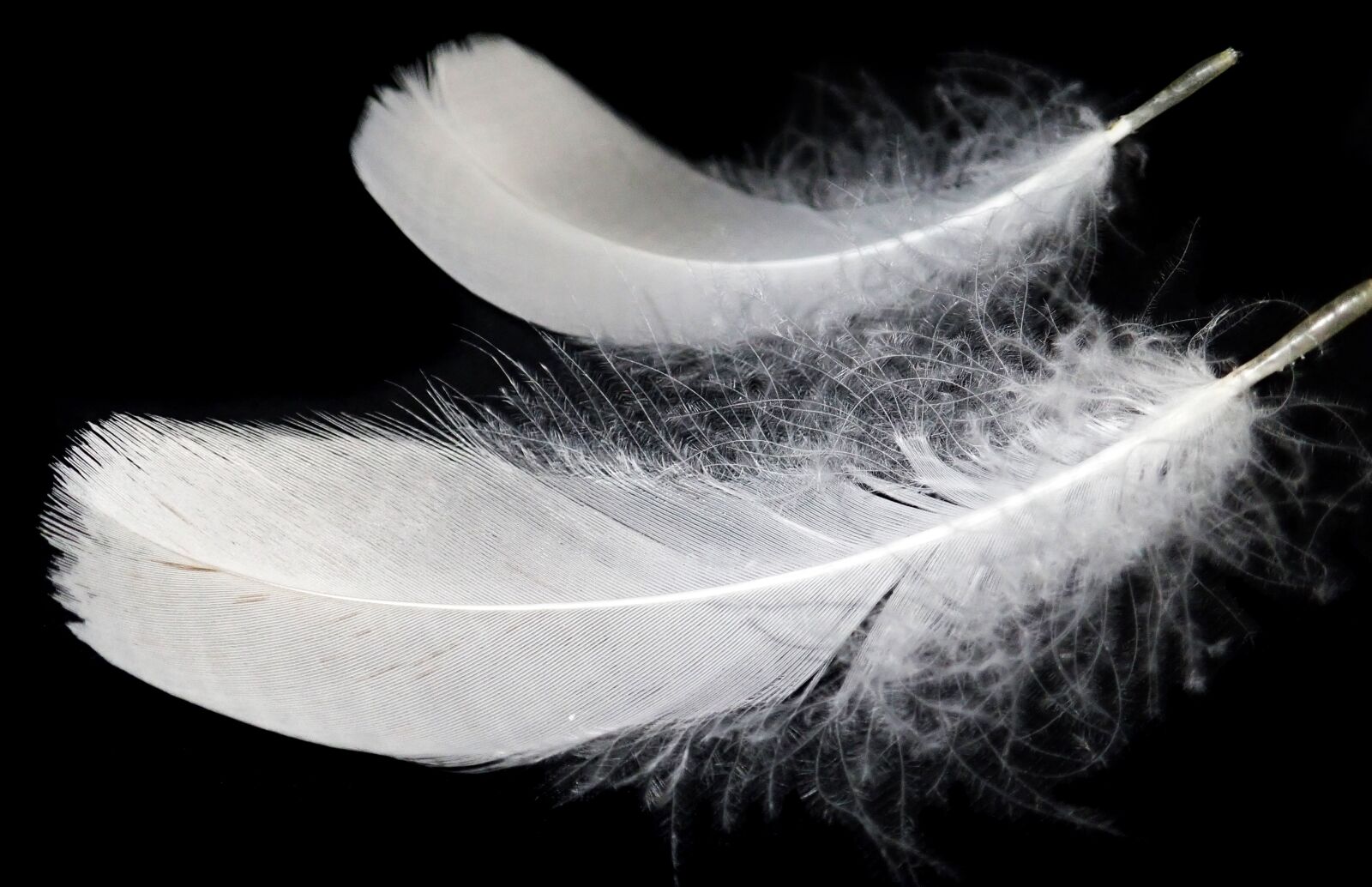 Olympus TG-5 sample photo. Feathers, white, fluffy photography