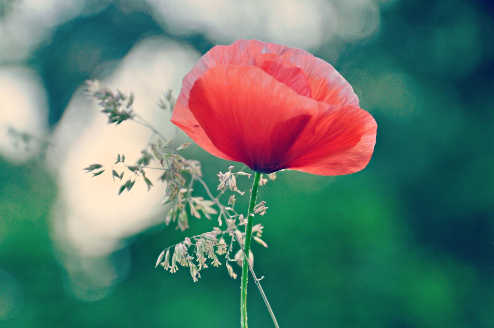 Nikon D90 sample photo. Poppy, papaver, flower photography
