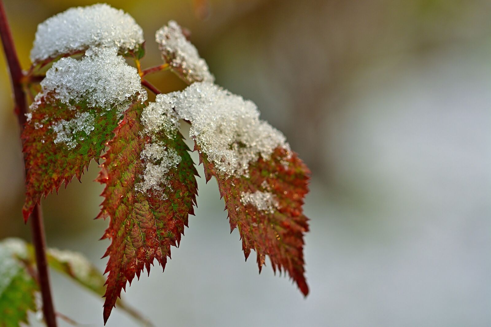 Nikon D5200 sample photo. Garden, brombeerlaub, snow photography