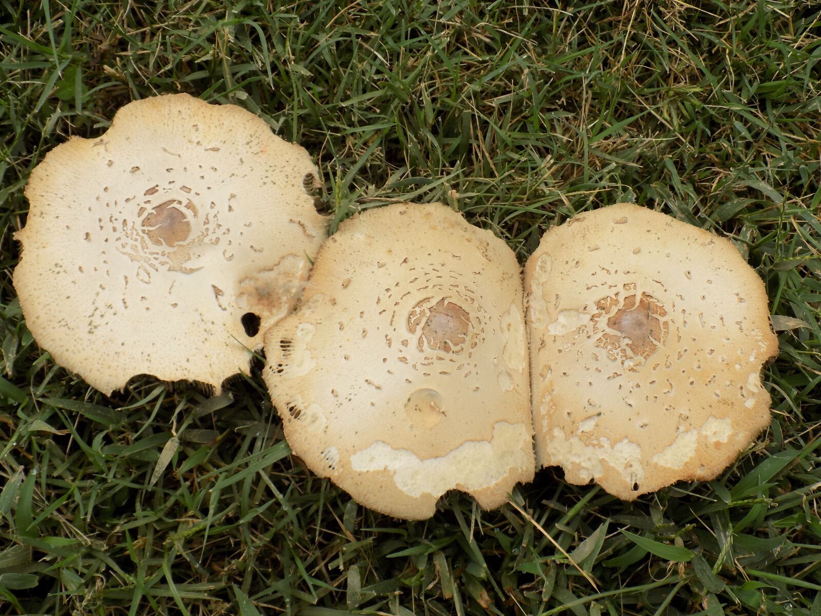 Nikon COOLPIX L340 sample photo. Mushrooms, fungus, toadstool photography