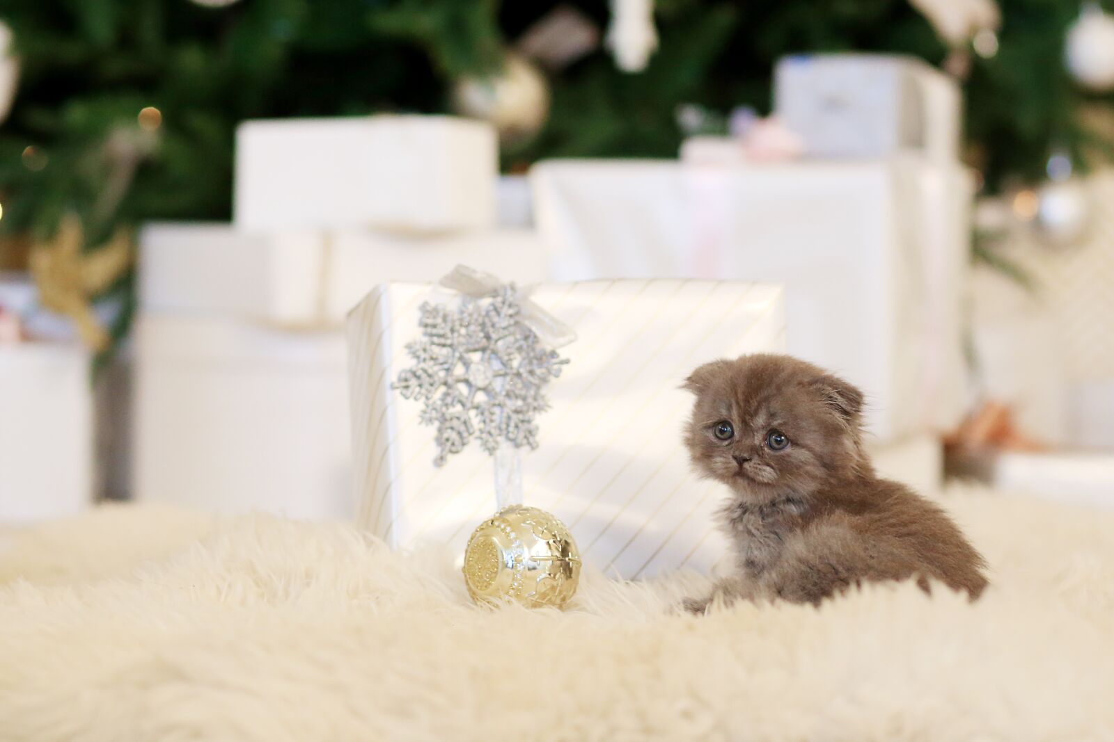 Canon EF 85mm F1.8 USM sample photo. Kitten, pet, cute photography
