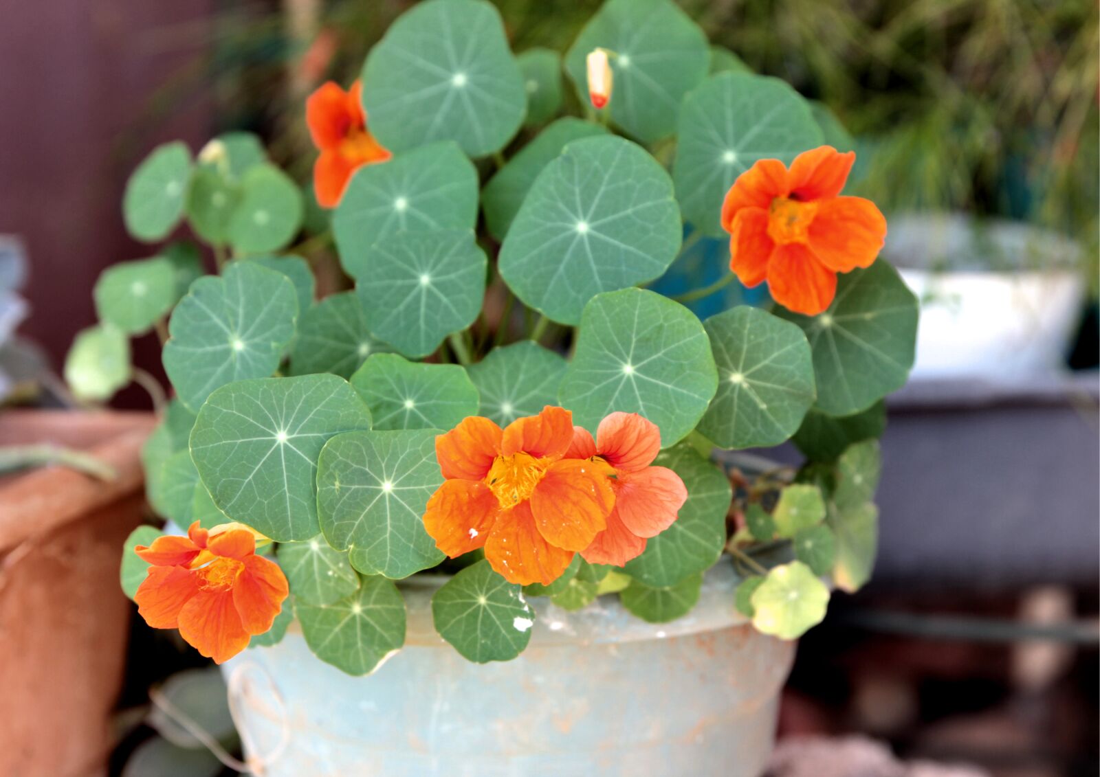 Canon EF 24-70mm F2.8L II USM sample photo. Nasturtium, flower, plant photography