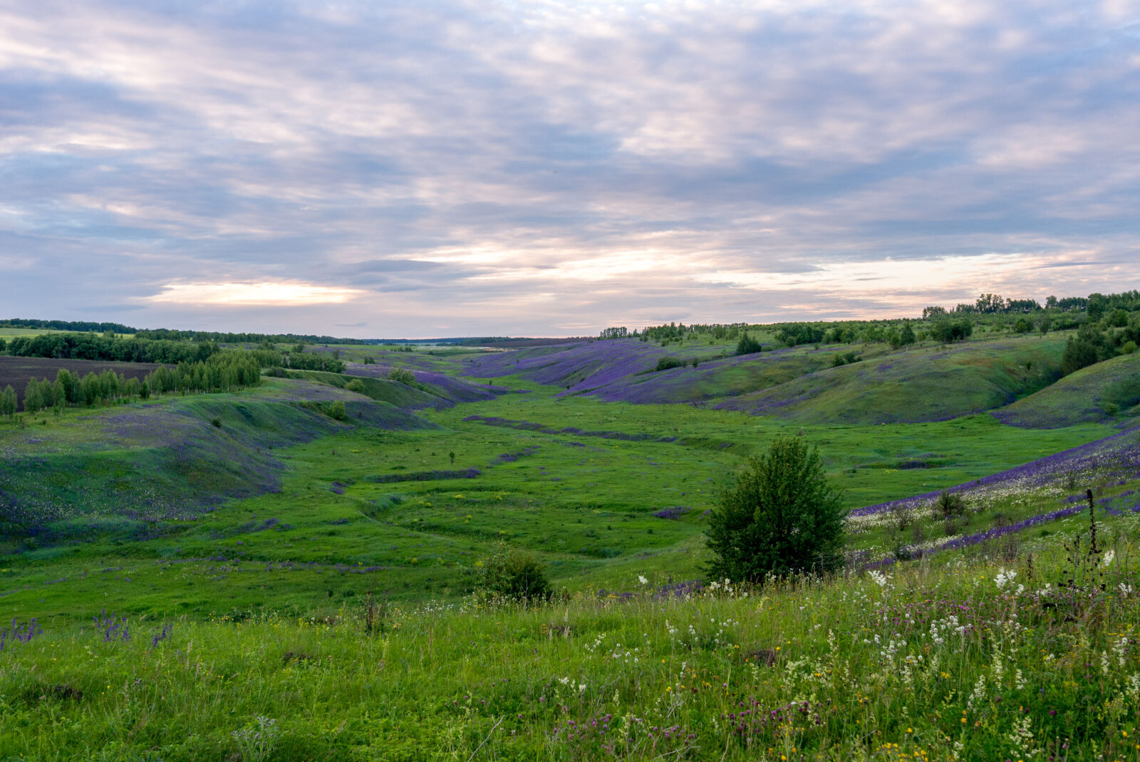 Leica X1 sample photo. Cloud, clouds, flower, meadow photography