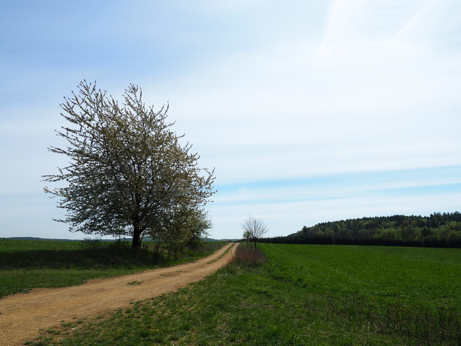 Olympus OM-D E-M10 III sample photo. Tree, nature, field photography