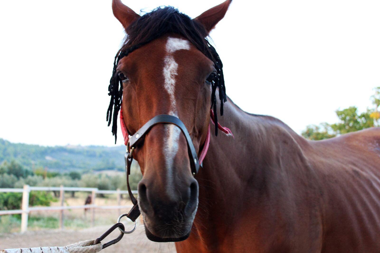 Canon EOS 600D (Rebel EOS T3i / EOS Kiss X5) sample photo. Horse, brown horse, portrait photography