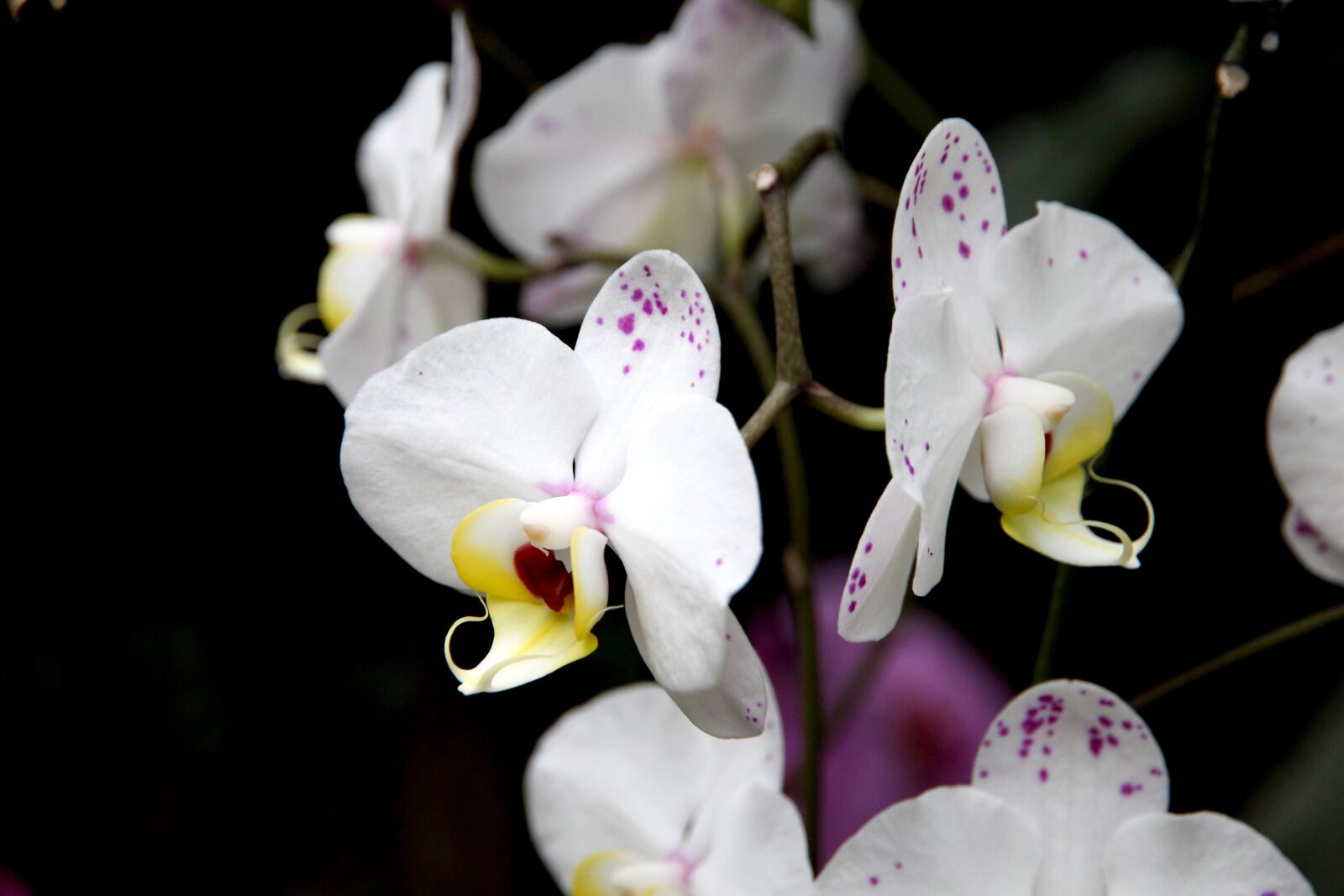 Canon EOS 650D (EOS Rebel T4i / EOS Kiss X6i) sample photo. Orchid, flower, phalaenopsis photography