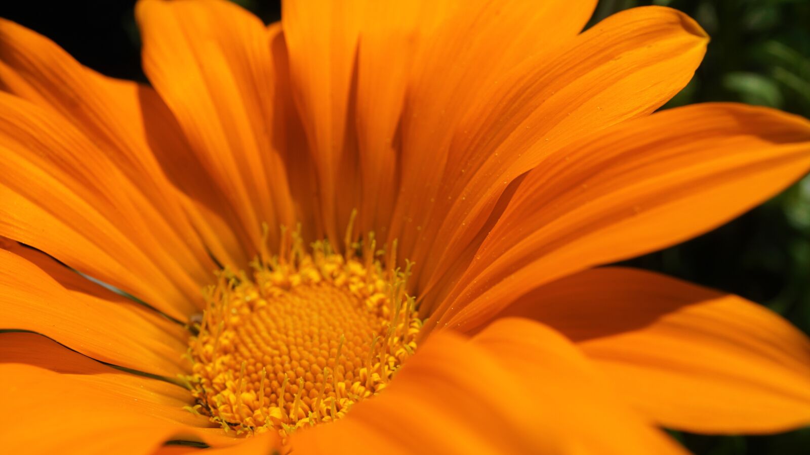 Sony a6000 sample photo. Marguerite, orange, flower photography