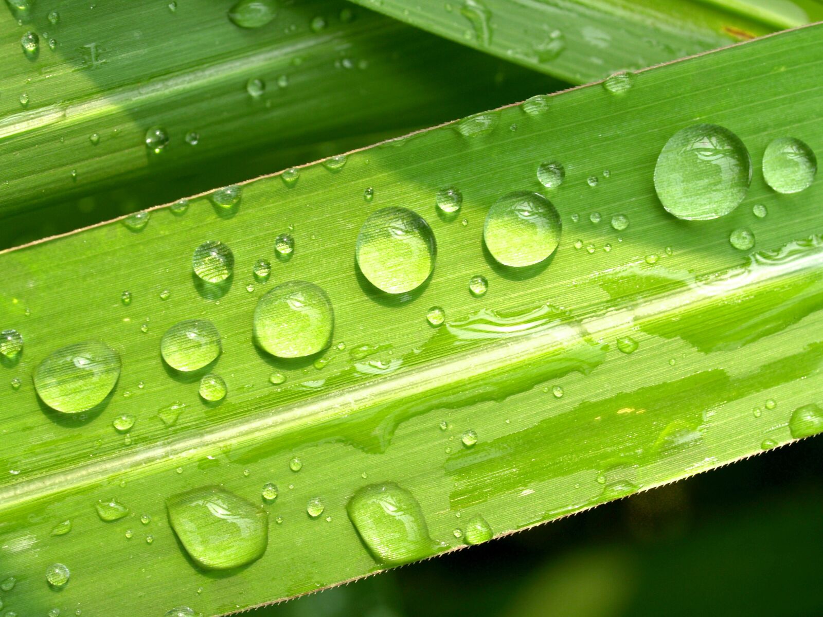 Olympus E-300 (EVOLT E-300) sample photo. Water, drops, leaf photography
