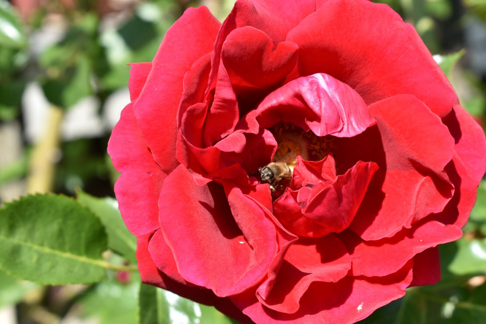 Nikon D5600 sample photo. Red, flower, rose photography