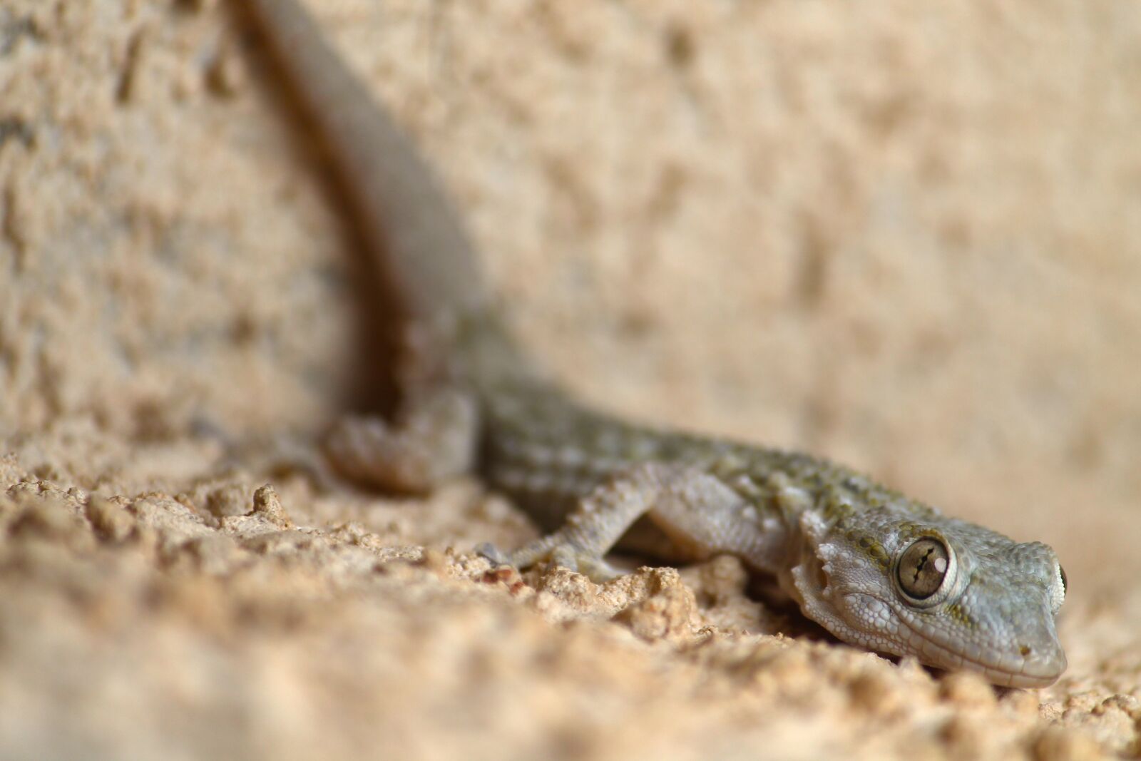 Canon EF-S 55-250mm F4-5.6 IS sample photo. Gekko, gecko, animal photography