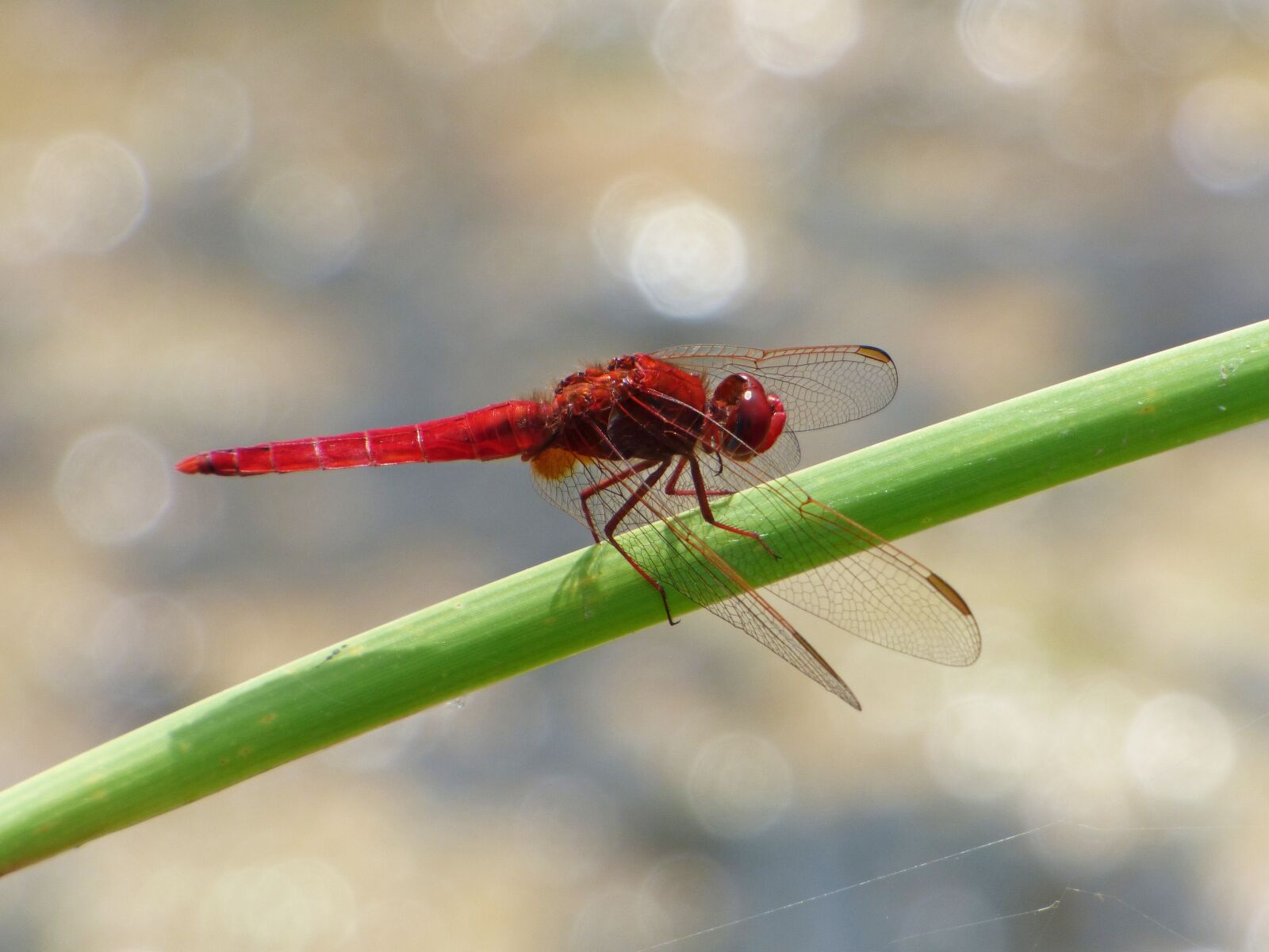 Panasonic Lumix DMC-FZ70 sample photo. Red dragonfly, wetland, cane photography