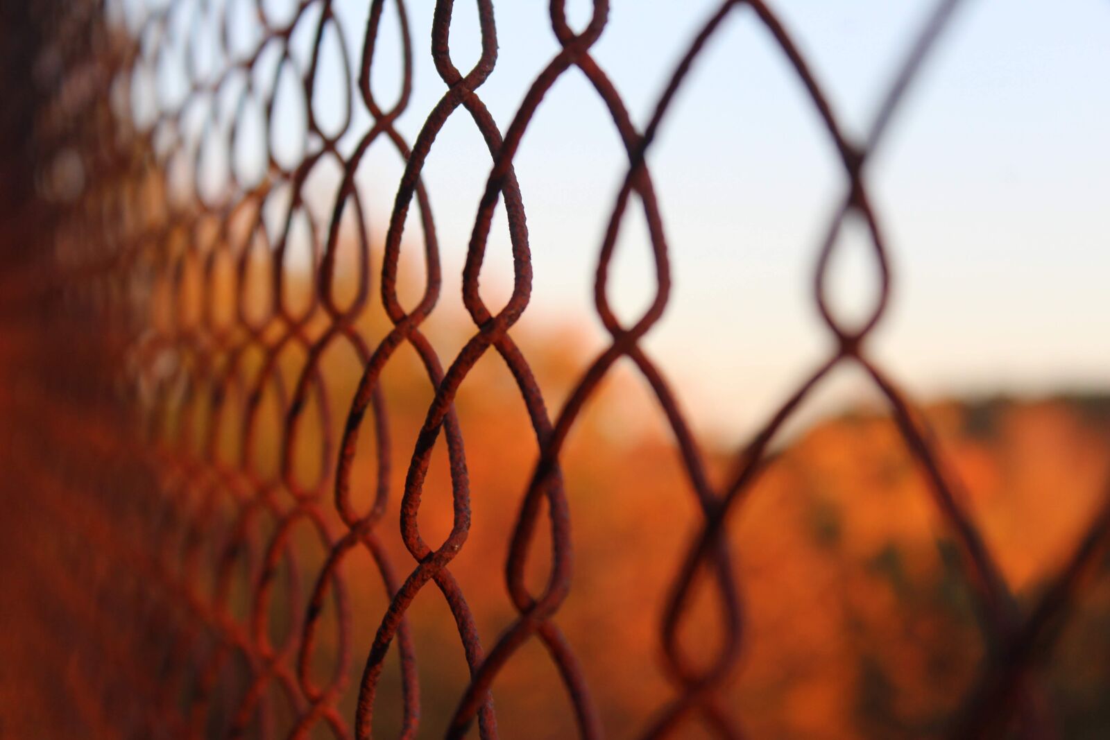 Canon EOS 4000D (EOS Rebel T100 / EOS 3000D) sample photo. Fence, metal, thread photography