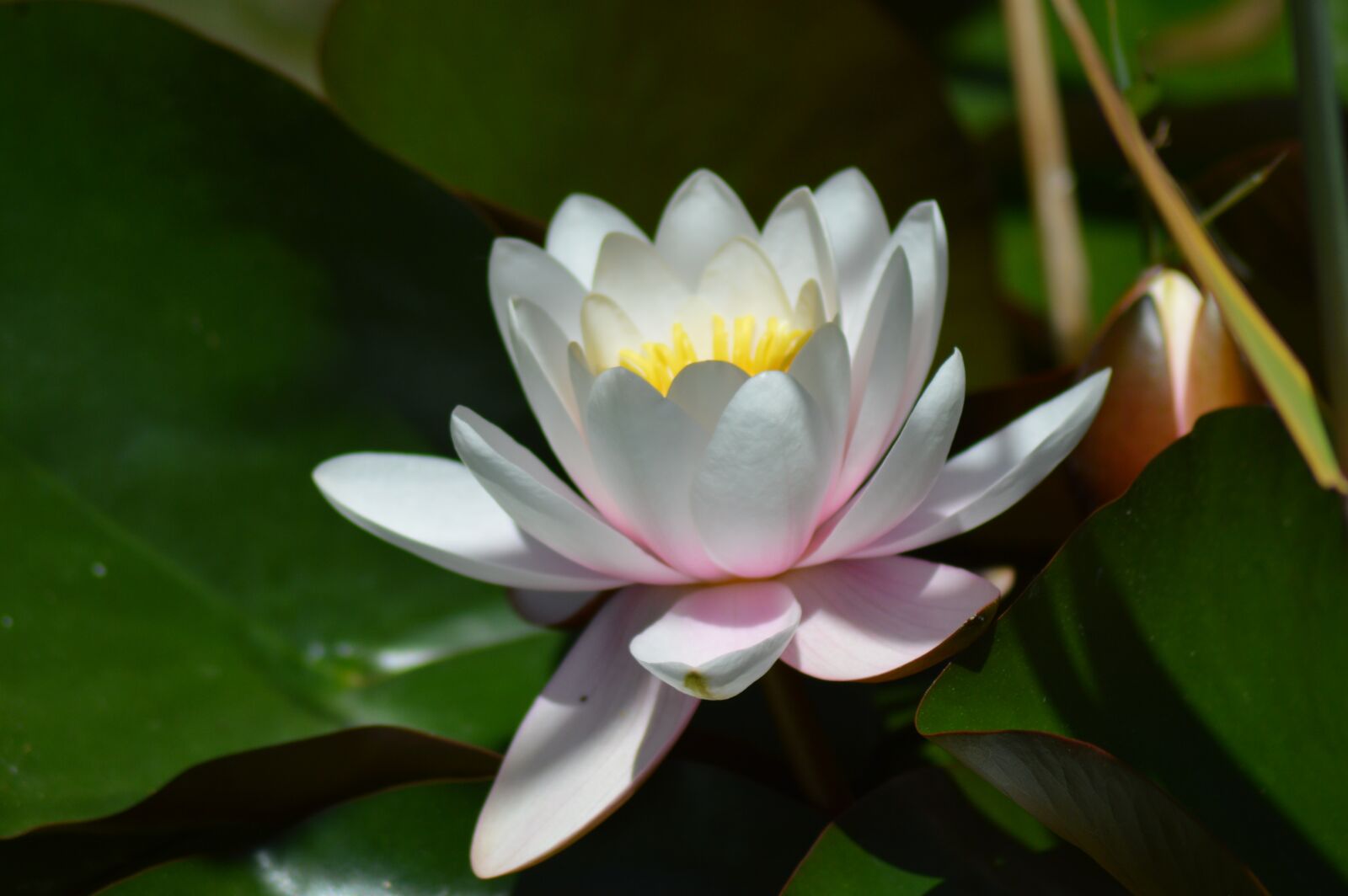 Nikon D3200 sample photo. Water lily, flower, aquatic photography
