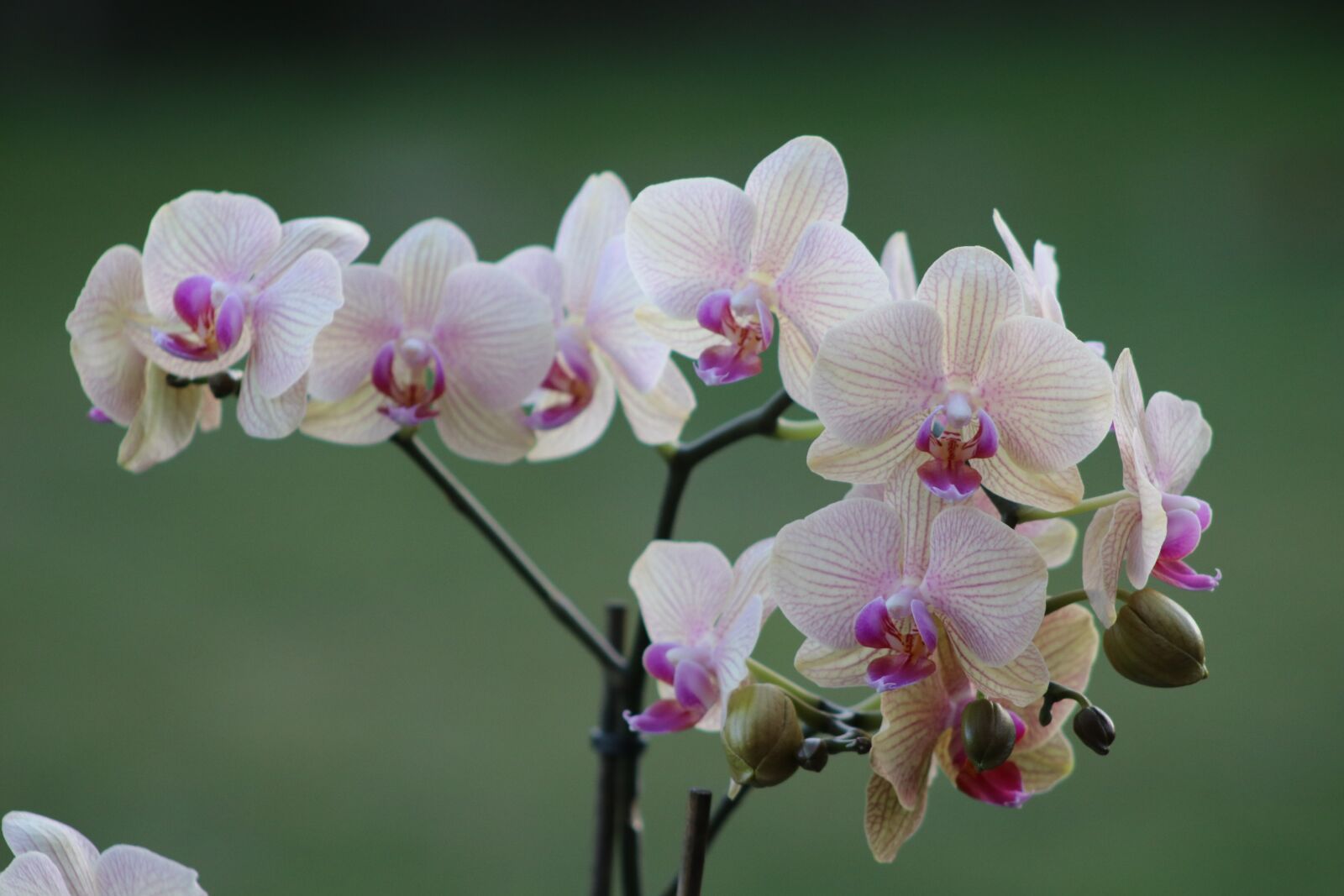 Canon EF 75-300mm f/4-5.6 sample photo. Orchids, flower, nature photography