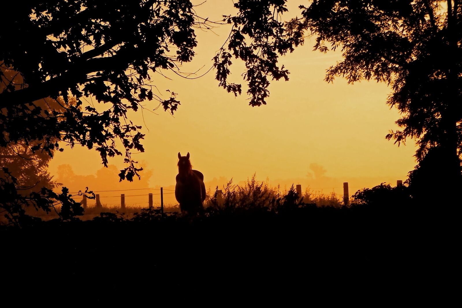 Fujifilm FinePix SL1000 sample photo. Sunrise, fog, horse photography