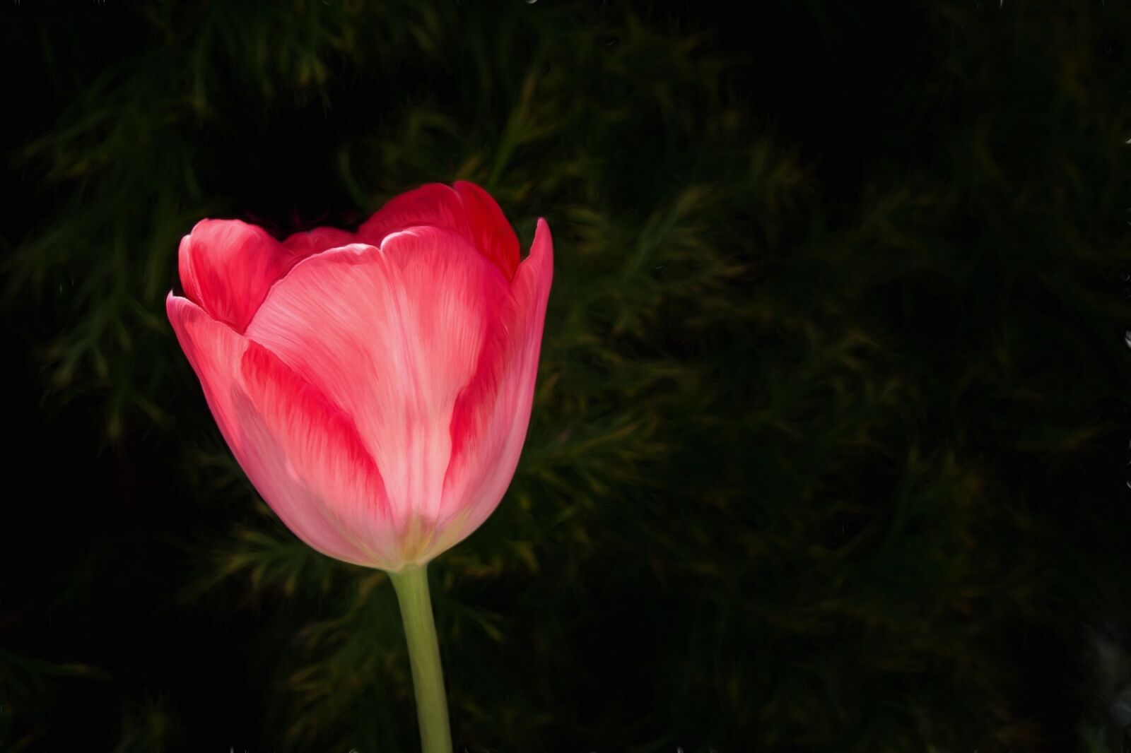 Nikon D7100 sample photo. Painting, image, tulip photography