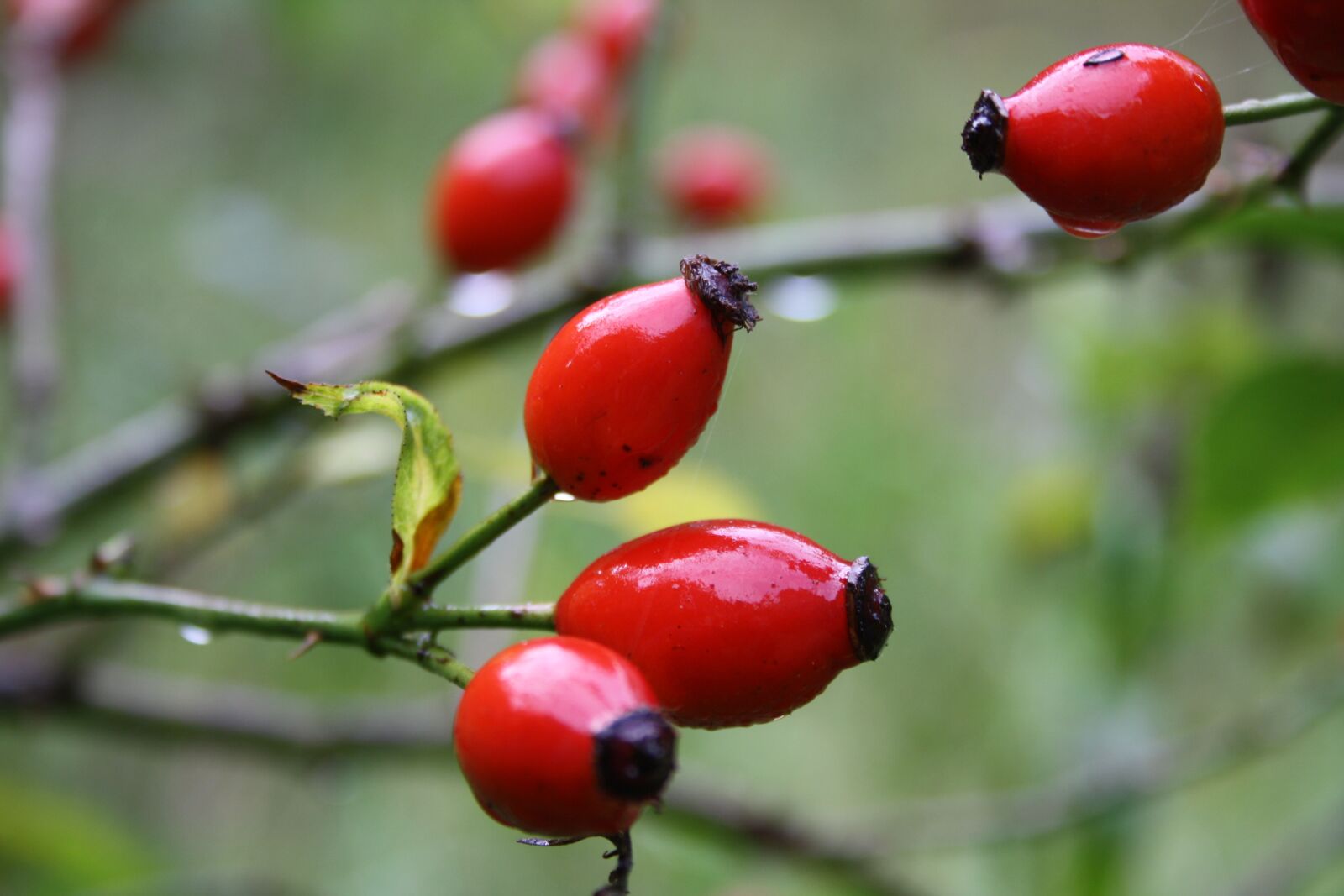 Canon EOS 1000D (EOS Digital Rebel XS / EOS Kiss F) sample photo. Wild rose, autumn, red photography