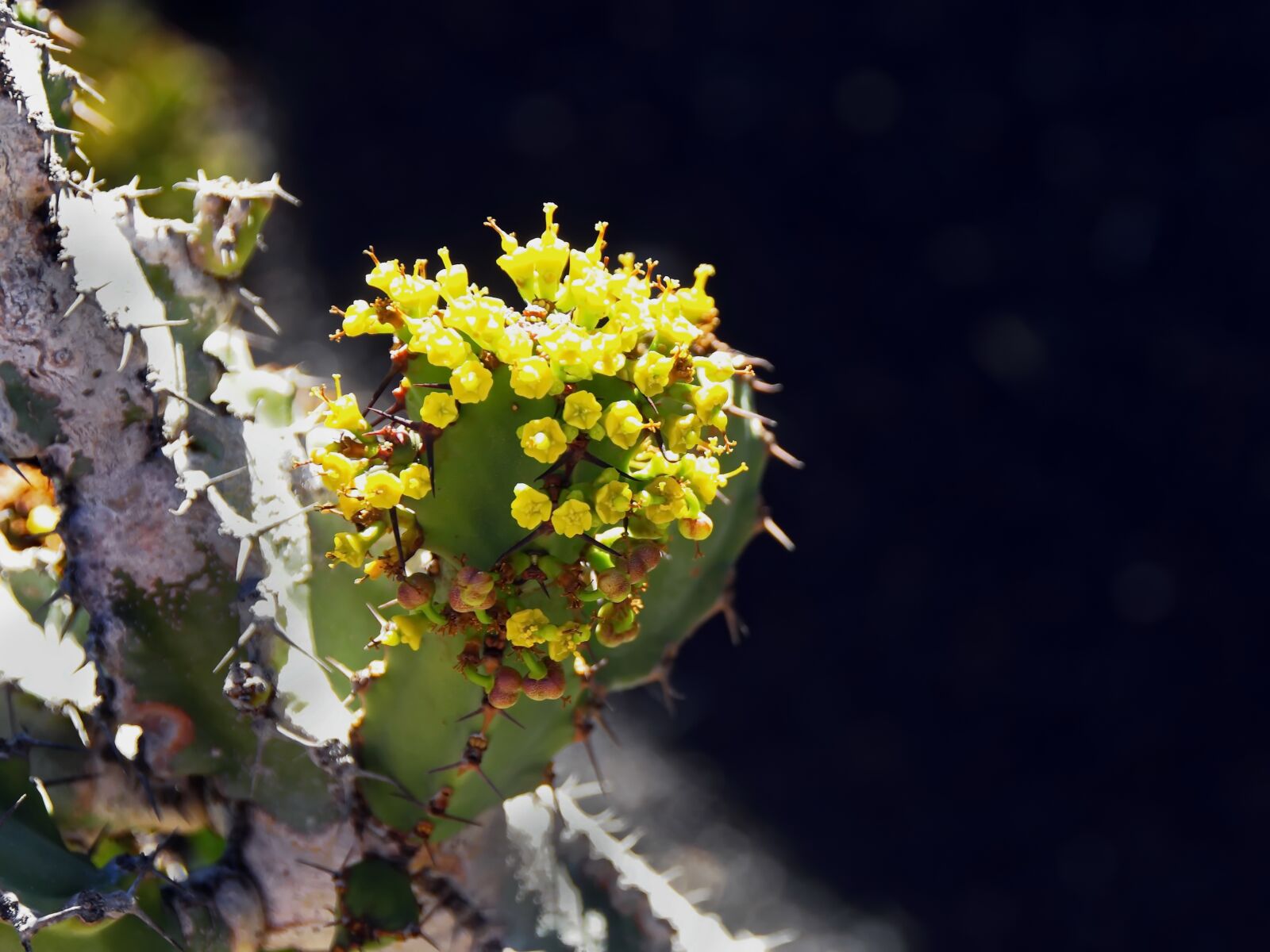 Pentax K-5 sample photo. Lanzarote, cactus, flower photography