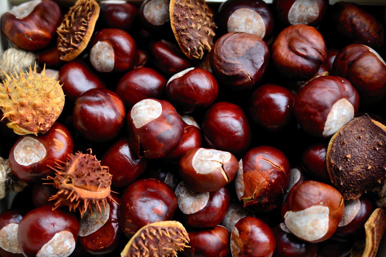 Nikon D5200 sample photo. Chestnut, horse chestnut, gather photography