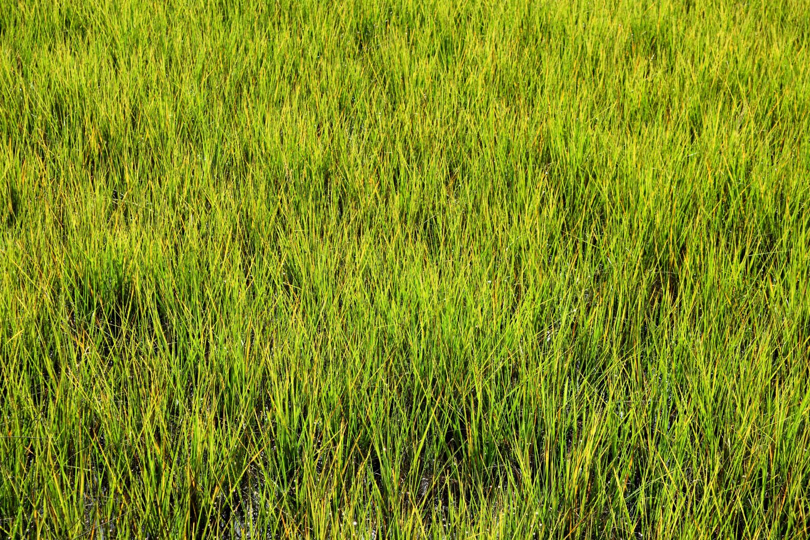 Nikon D3300 sample photo. Swamp grass, wetland, marshland photography