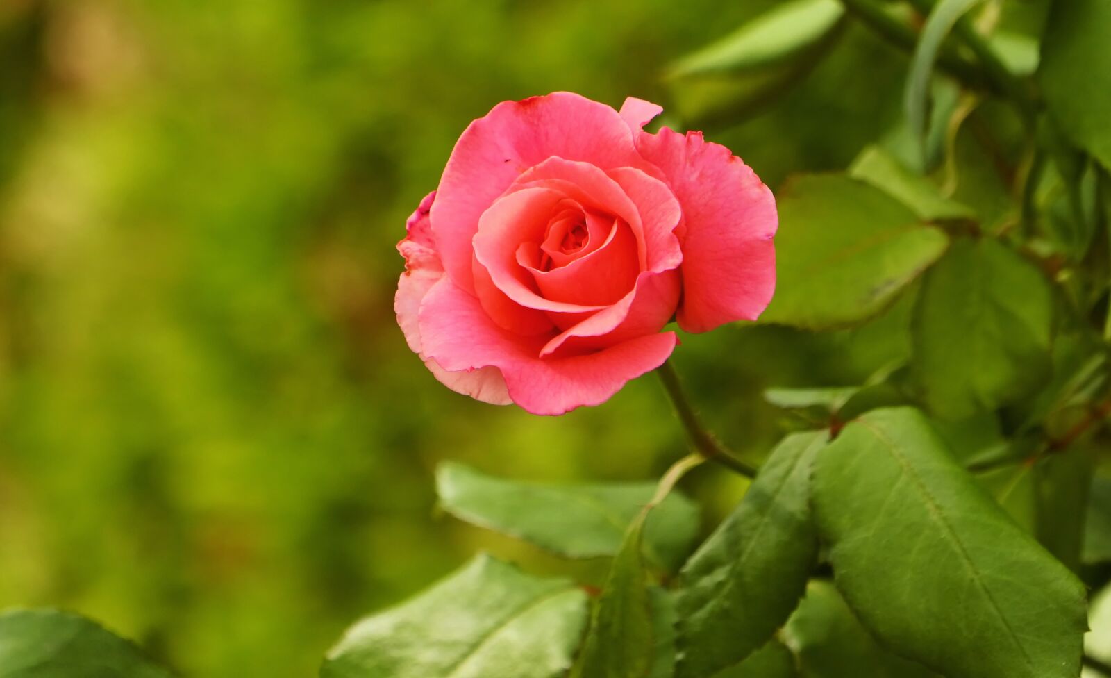 Canon EOS M5 sample photo. Rose, summer, garden photography
