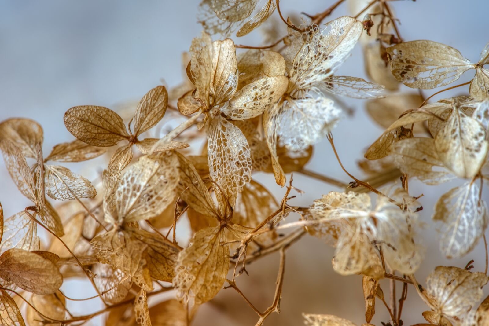 Nikon D750 sample photo. Plant, dry, ground photography