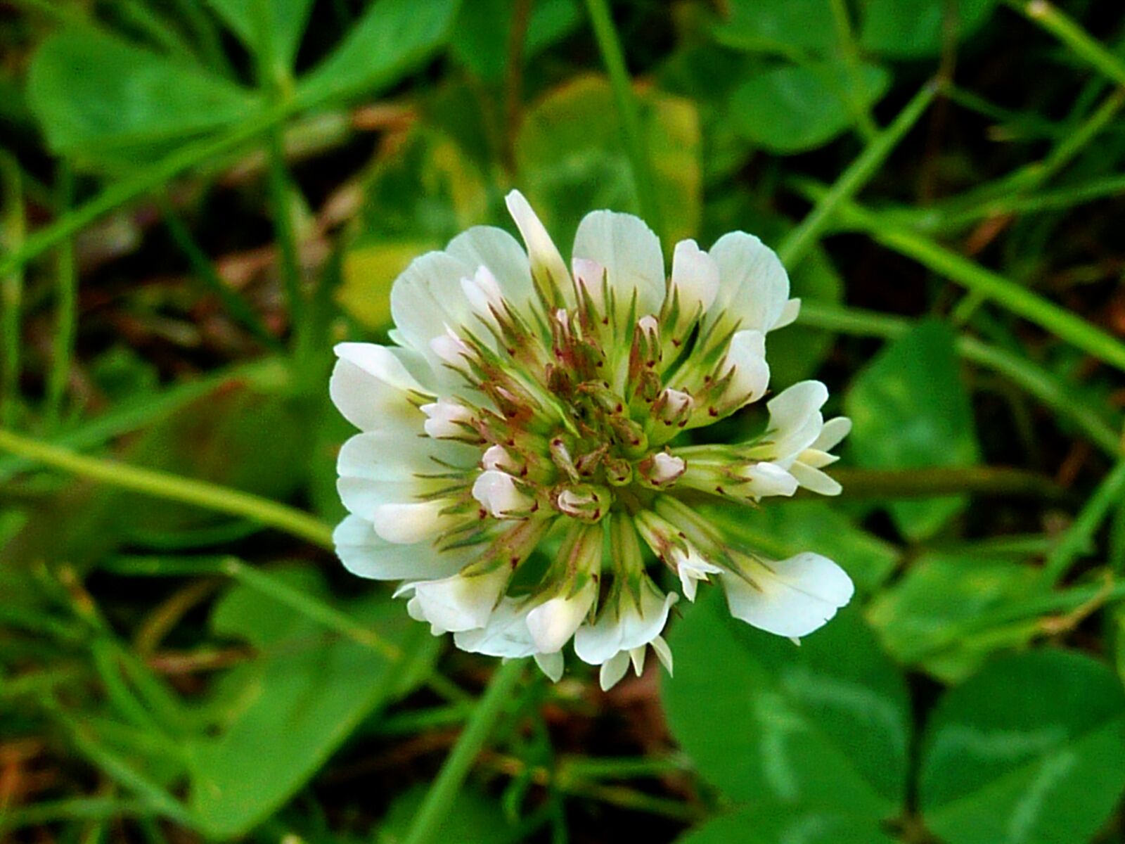 Panasonic DMC-TZ7 sample photo. Klee, clover flower, pointed photography