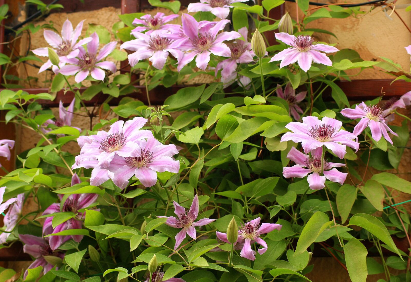 Canon EOS 1200D (EOS Rebel T5 / EOS Kiss X70 / EOS Hi) sample photo. Clematis, flowers, purple flowers photography