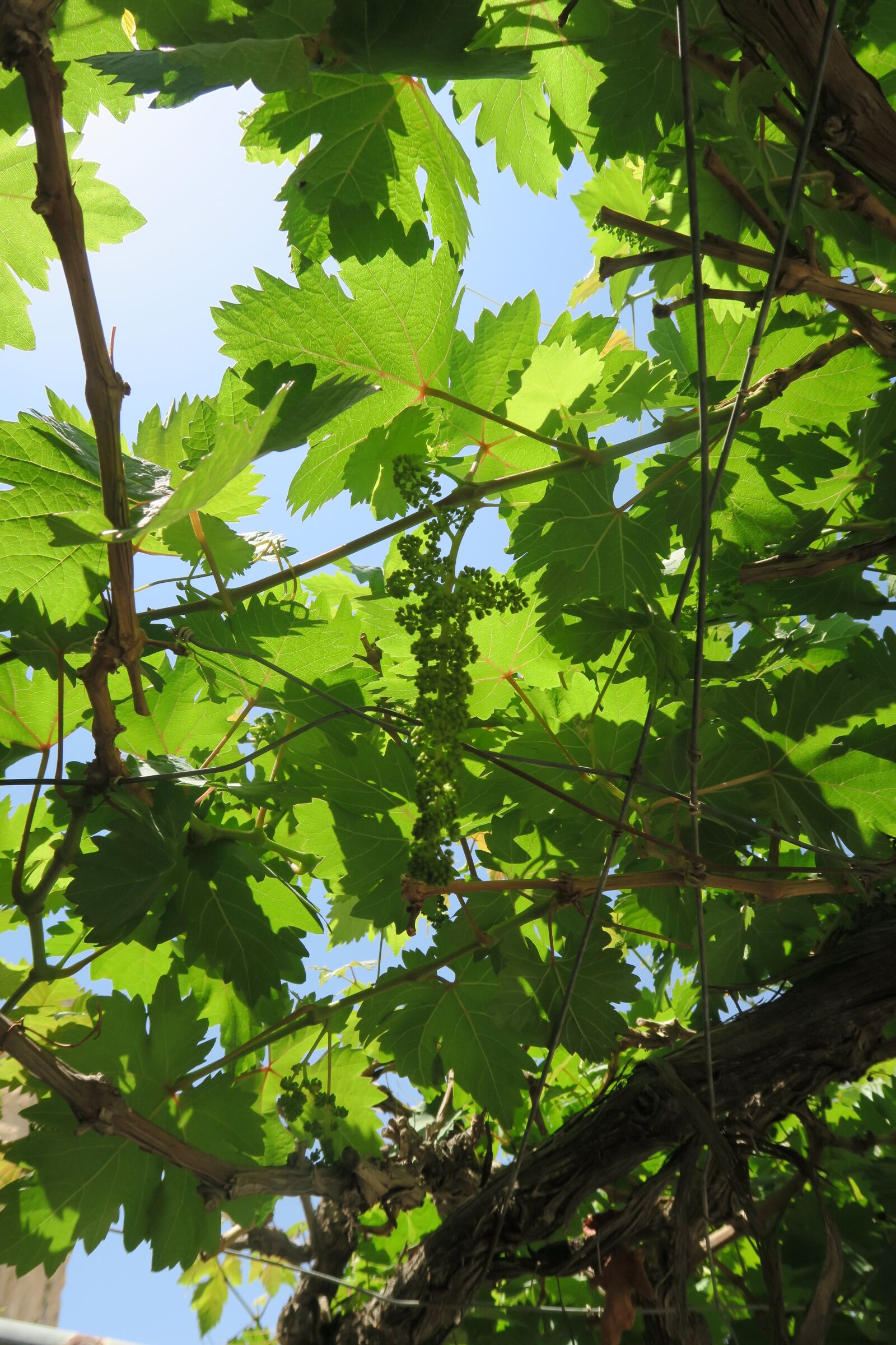 Canon PowerShot G7 X sample photo. Plant, leaves, nature photography