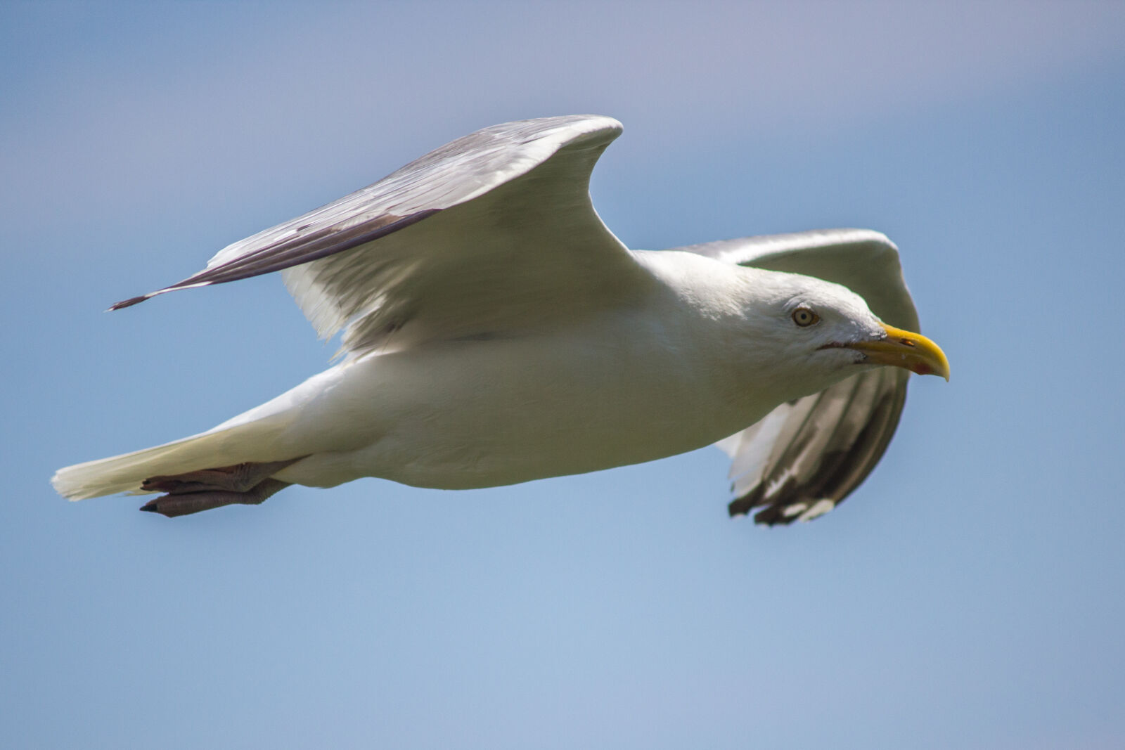 Canon EOS 600D (Rebel EOS T3i / EOS Kiss X5) sample photo. Flying, seagull photography
