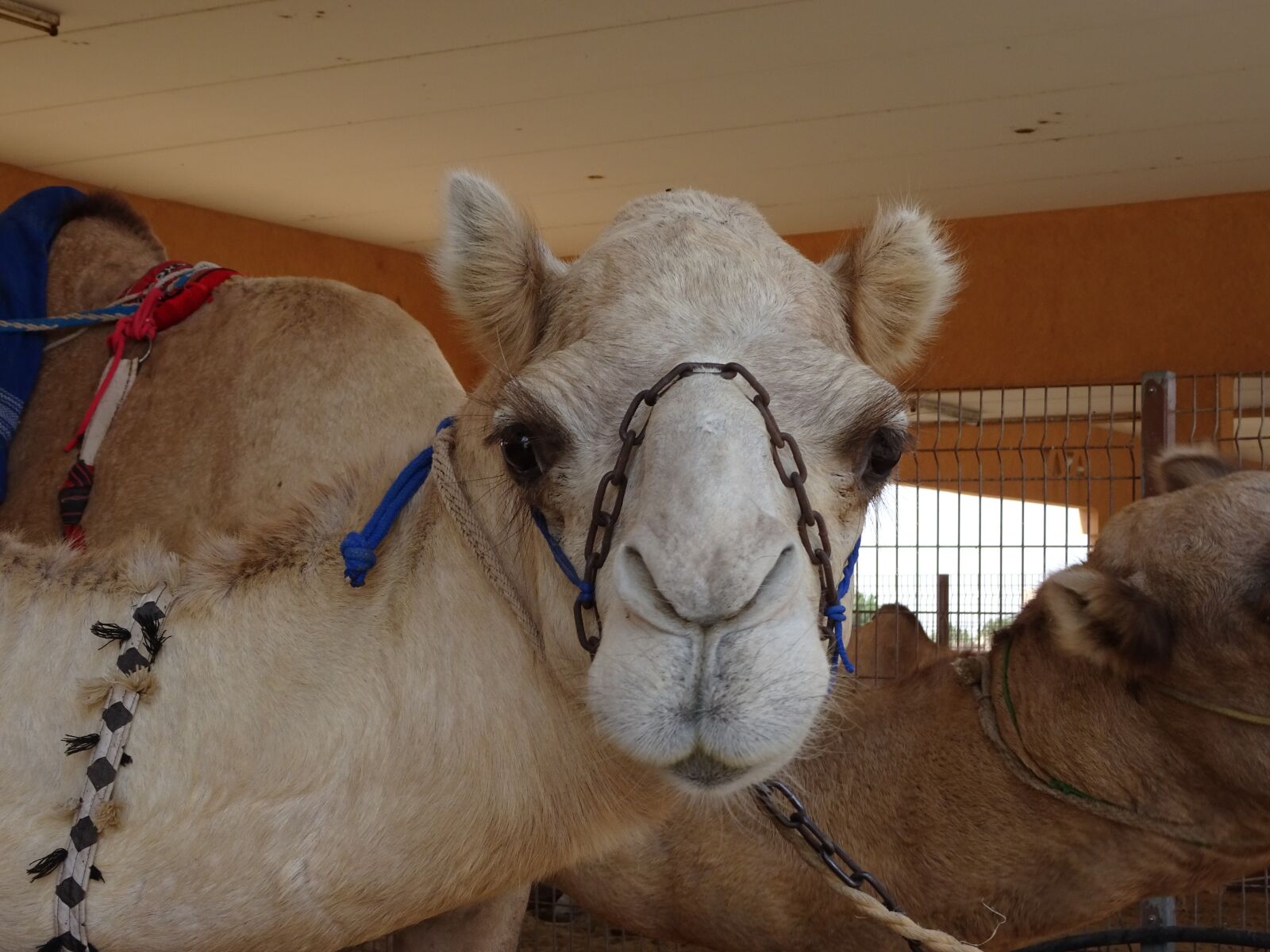 Sony Cyber-shot DSC-HX90V sample photo. Camel farm, camel face photography