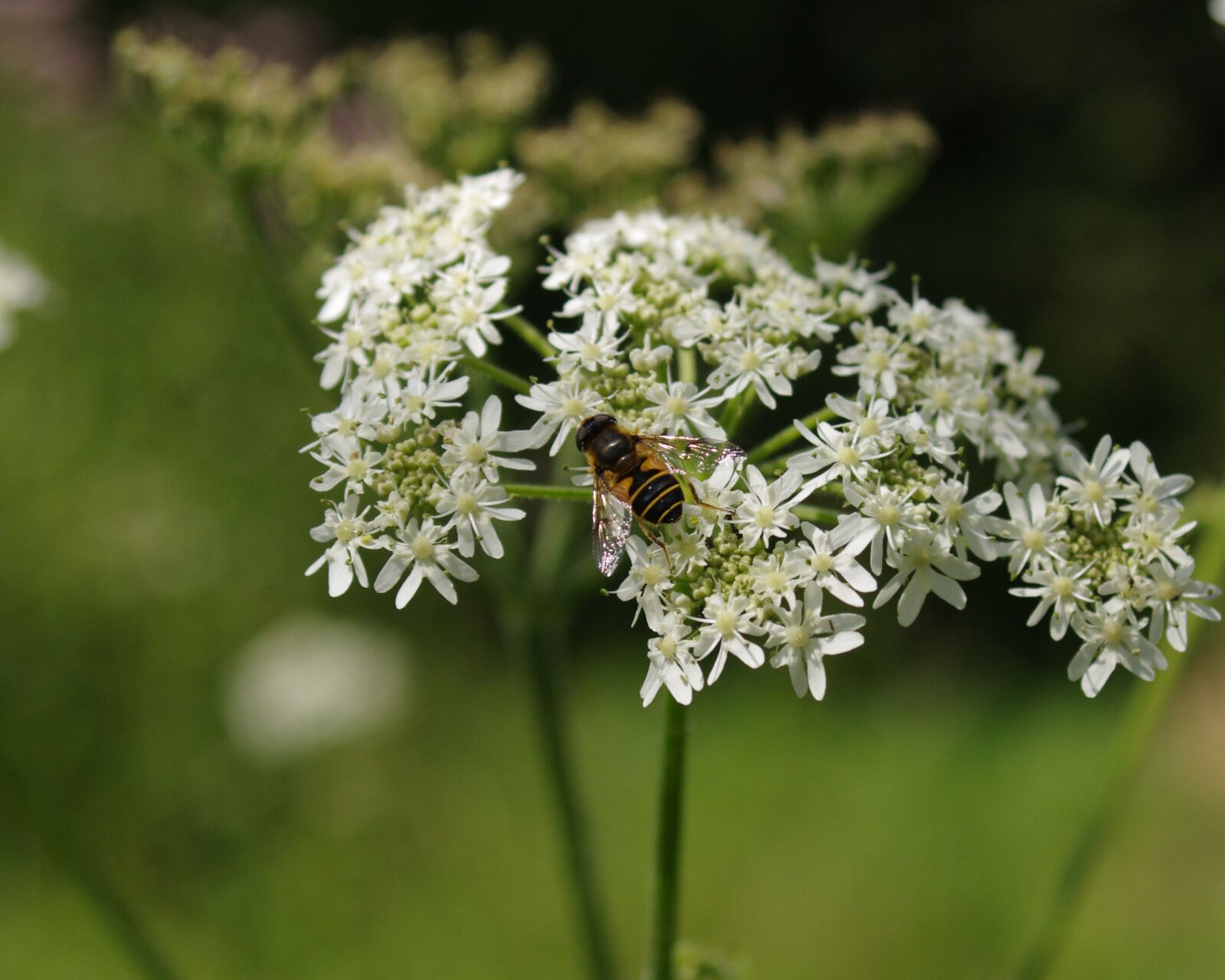 Pentax K-r sample photo. Nature, bee, flowers photography