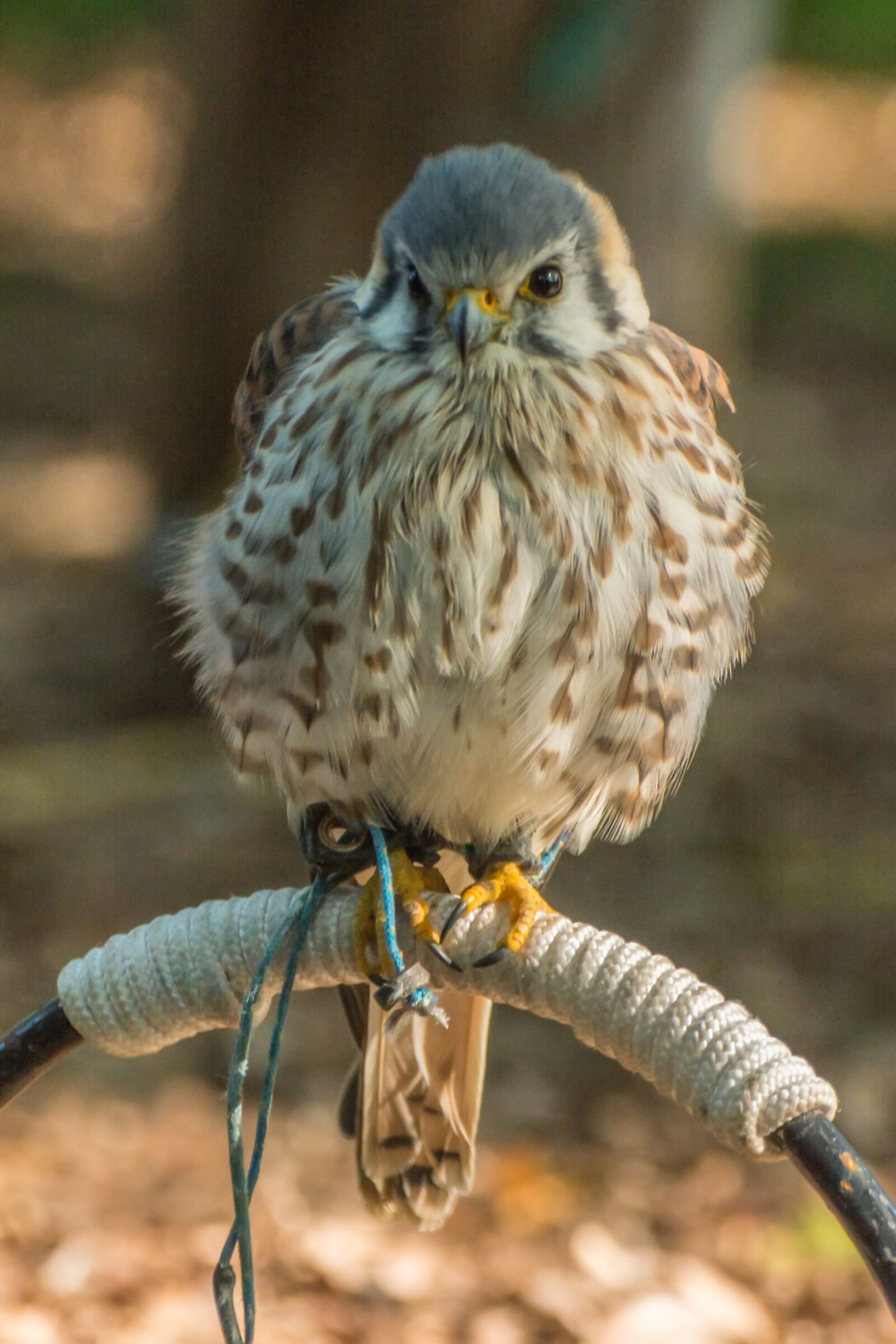 Nikon D7100 sample photo. Bird of prey, nature photography