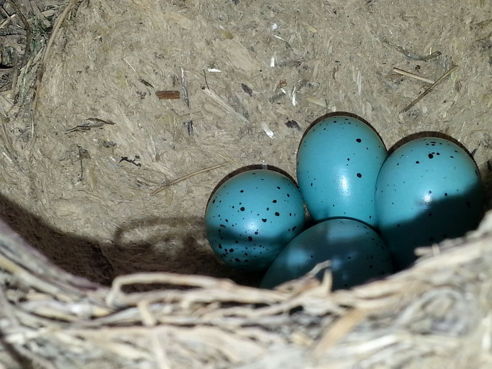 Samsung Galaxy Note2 sample photo. Eggs, birds, care photography