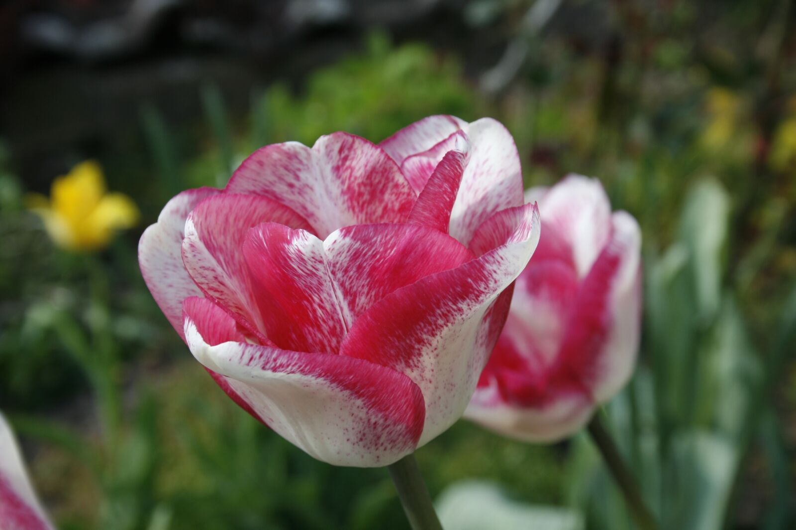 Canon EOS 400D (EOS Digital Rebel XTi / EOS Kiss Digital X) sample photo. Tulip, spring, white photography