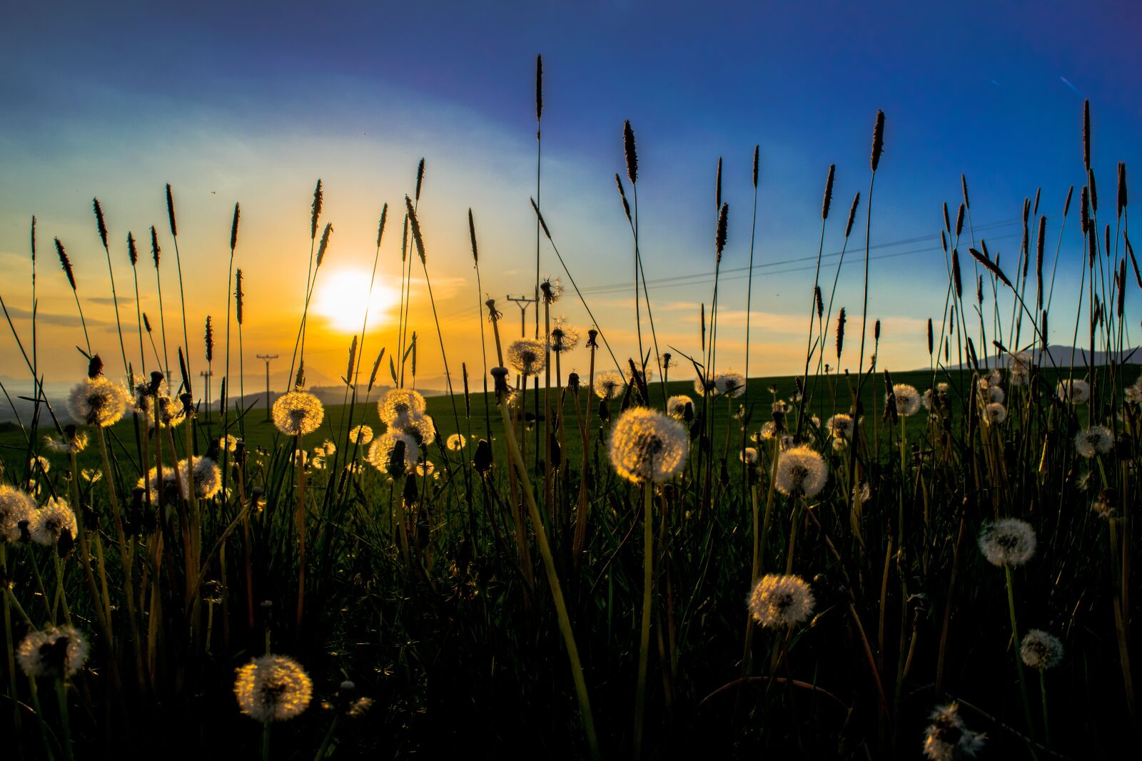 Nikon D3300 sample photo. Dandelions, fluff, faded dandelion photography