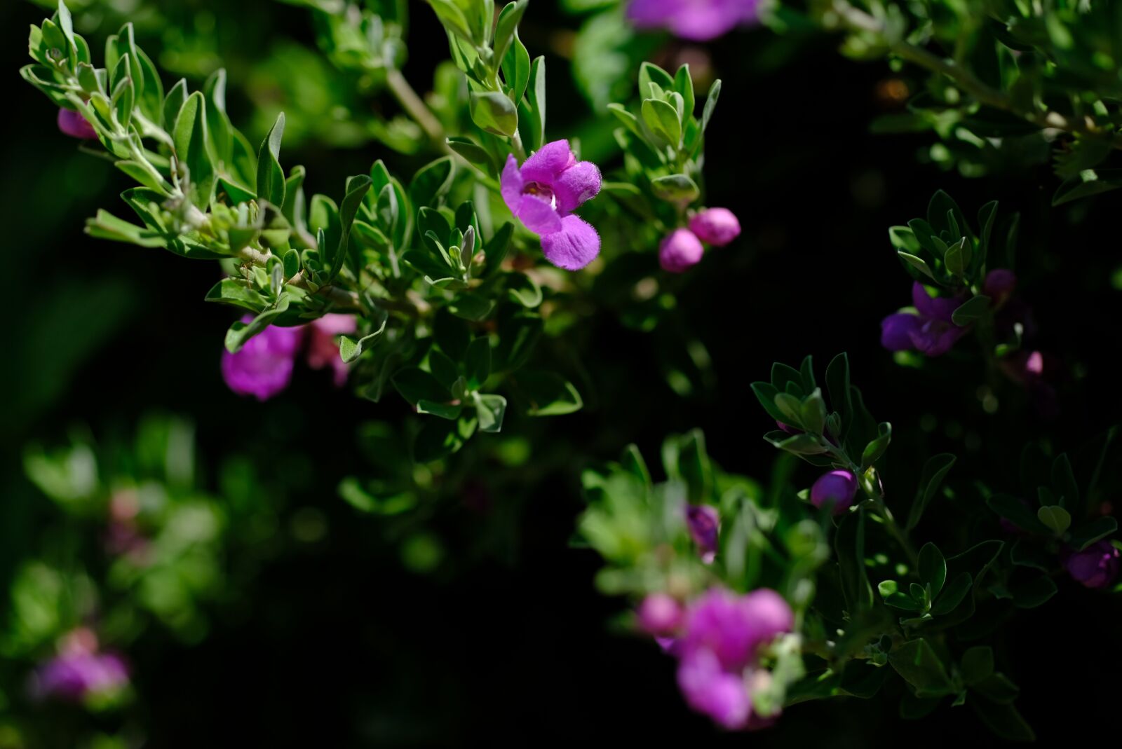 Fujifilm X-H1 + Fujifilm XF 90mm F2 R LM WR sample photo. Nature, trees, forest photography