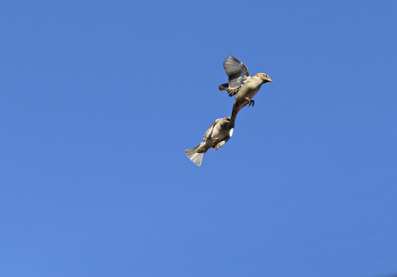 Canon EF-S 60mm F2.8 Macro USM sample photo. Sparrow, struggle, flight photography