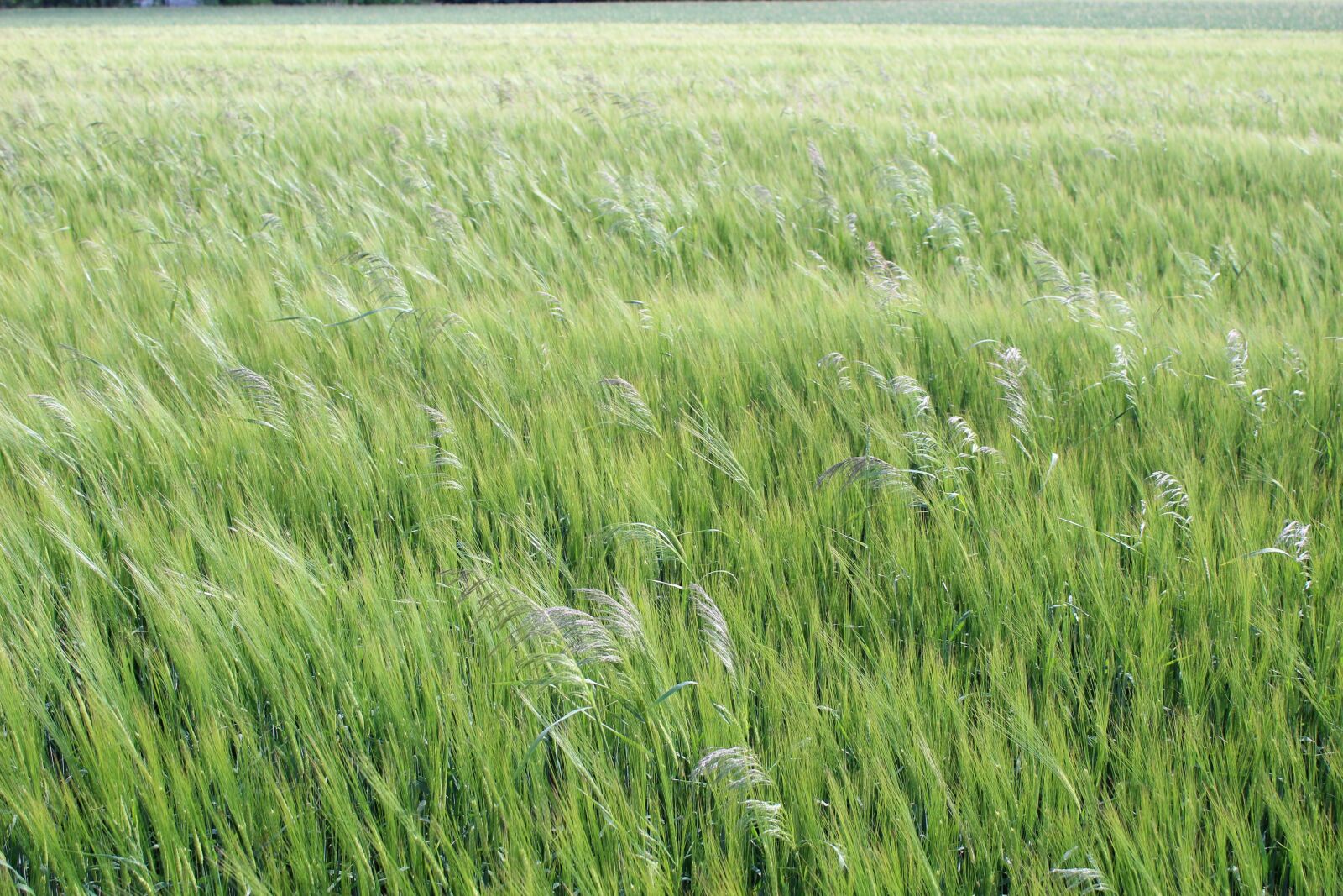 Canon EOS 1300D (EOS Rebel T6 / EOS Kiss X80) sample photo. Meadow, village, field photography
