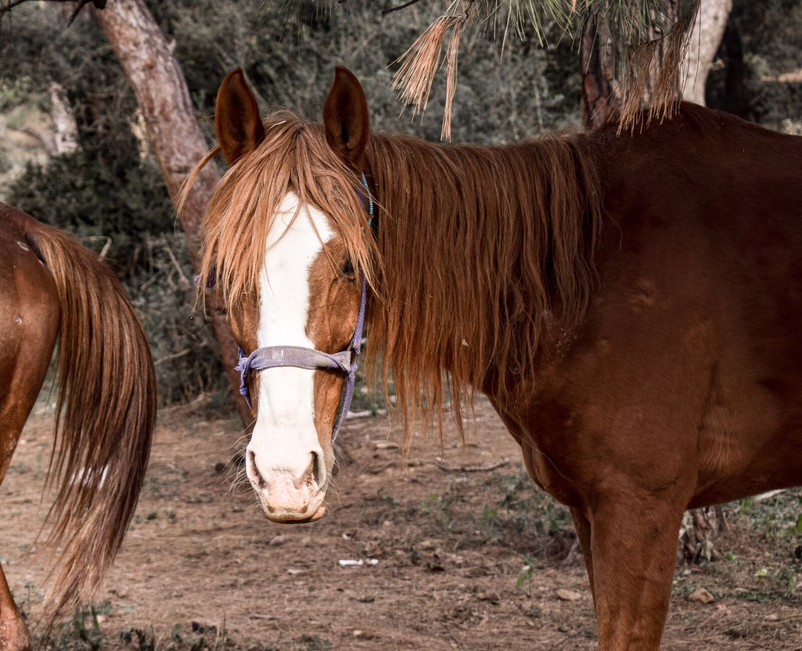 Nikon D3300 sample photo. Horse, animal, farm photography