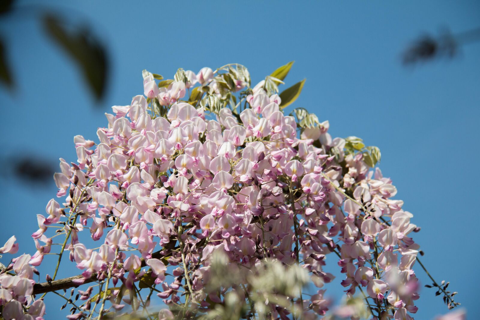 Canon EF-S 18-200mm F3.5-5.6 IS sample photo. Glycine, plant, climbing photography