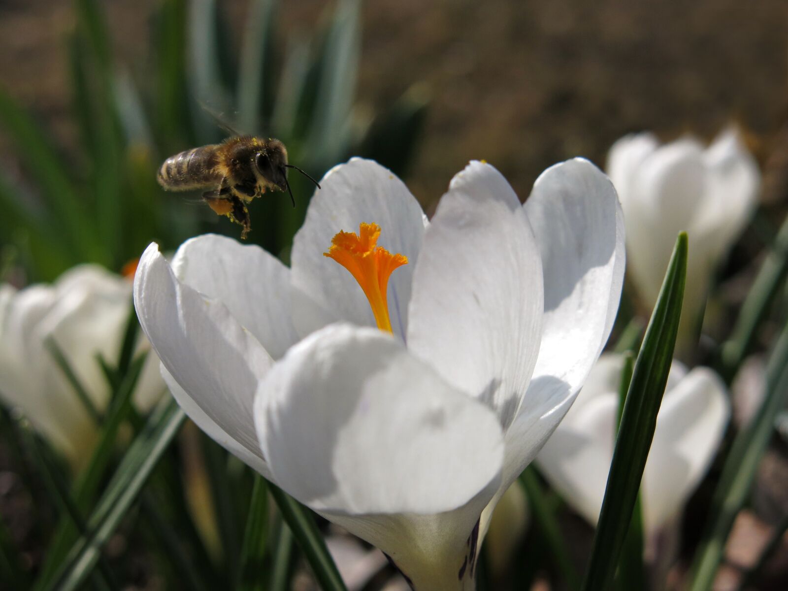 Canon PowerShot G15 sample photo. Crocus, bee, approach photography