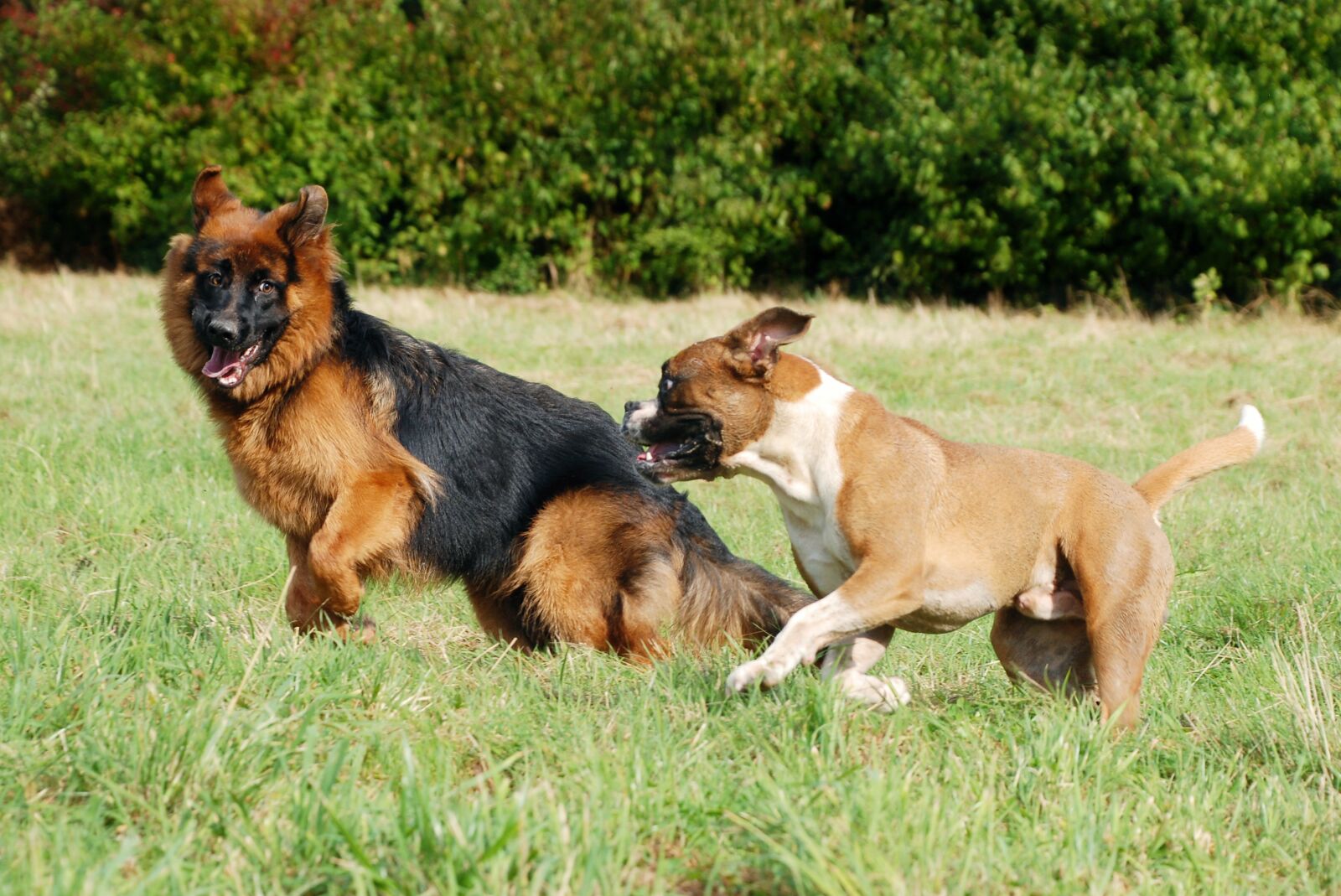Nikon D80 sample photo. Sch fer dog, dog photography