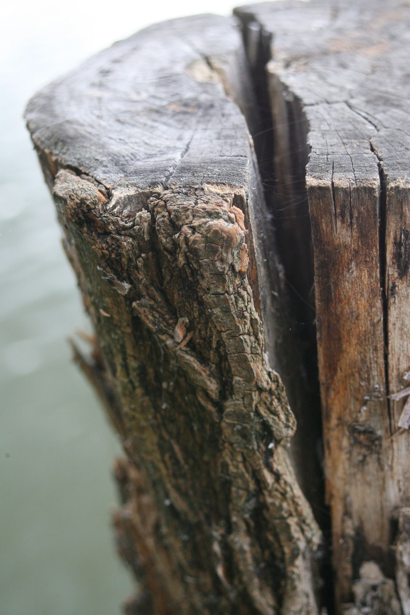Canon EOS-1D Mark II N sample photo. Tree dry, crack, dry photography