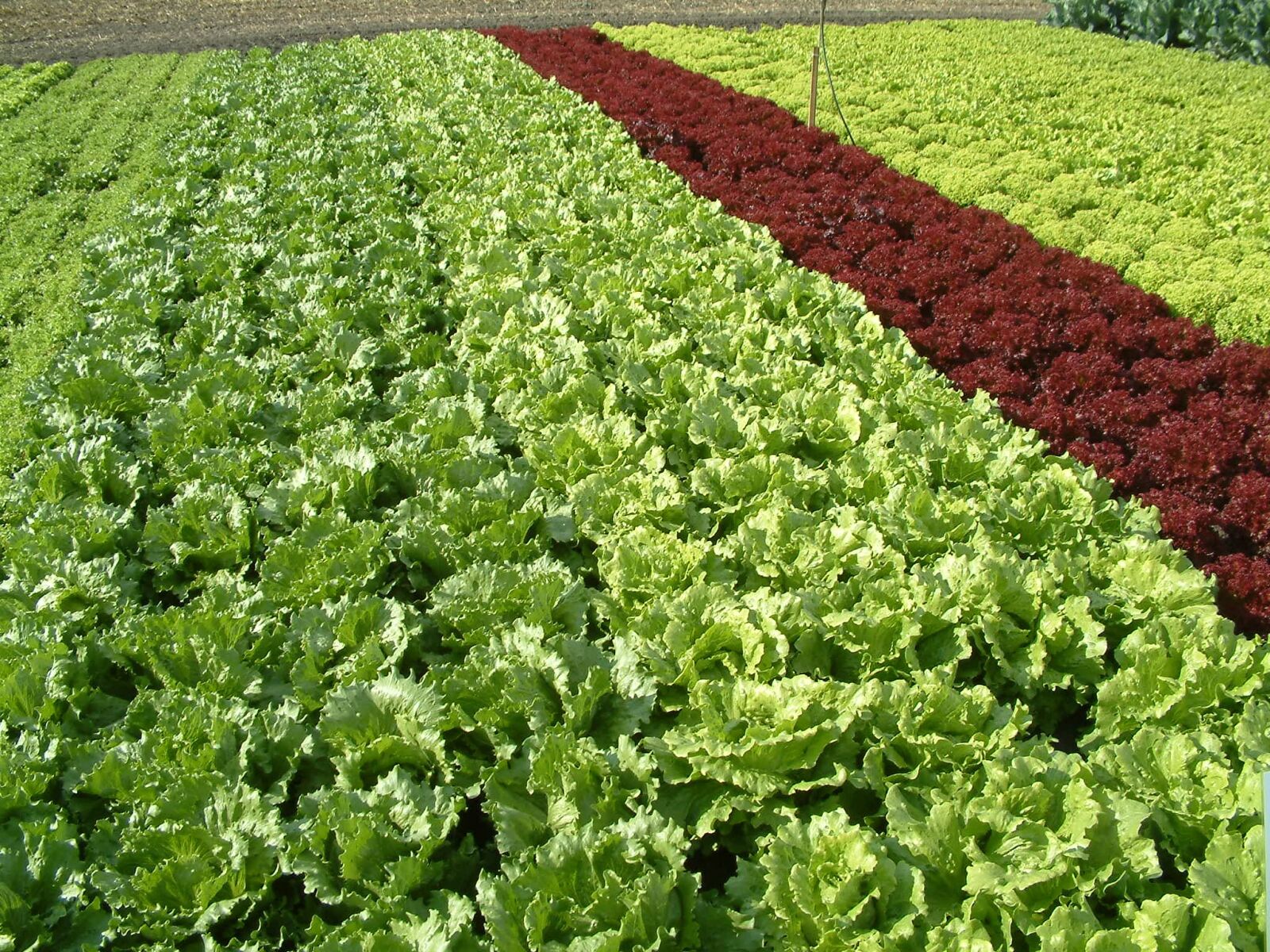 Fujifilm FinePix S602 ZOOM sample photo. Salad, salad land, growing photography