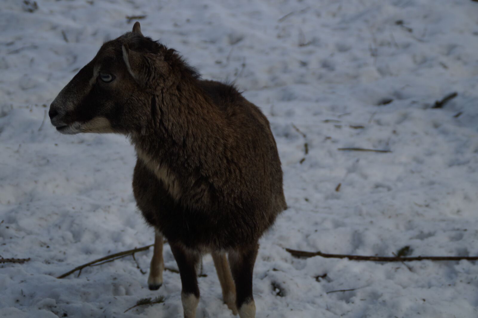 Sony SLT-A58 sample photo. Sheep, mouflon, winter photography