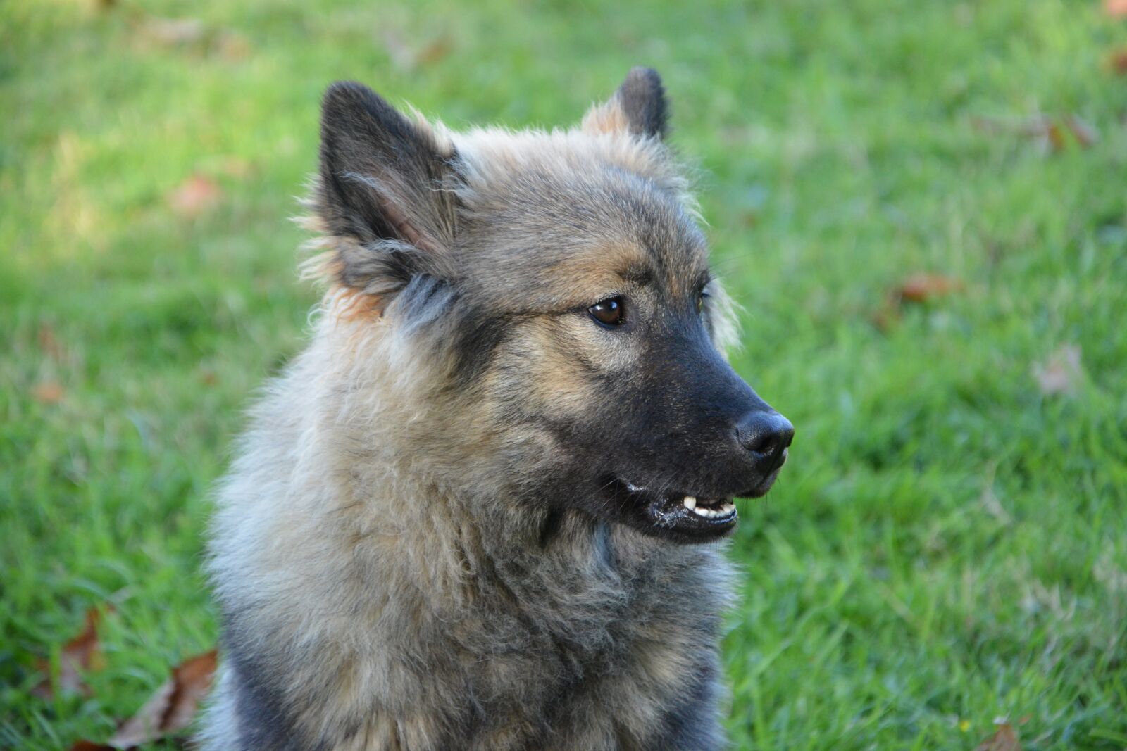 Nikon D5200 sample photo. Dog, bitch, eurasier orlaya photography