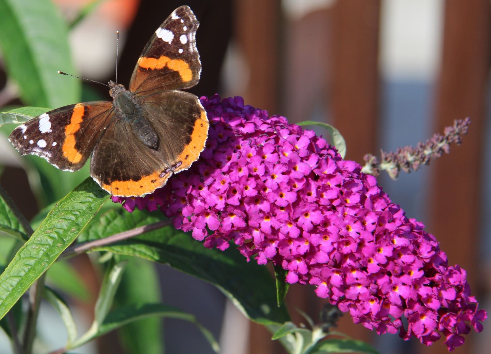 Canon EF-S 17-85mm F4-5.6 IS USM sample photo. Butterfly, atlanta, vlinderboom photography